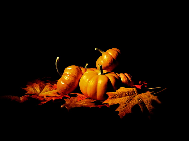 studio shot, leaf, still life, leaves, still, plant, plant part, background, seasonal, pumpkin, small, fruit, red, halloween, no people, beauty, garden