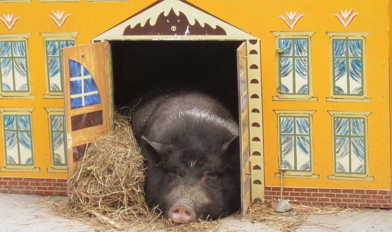 animal wildlife, one animal, sad, young animal, house wildschwein, Mammal, vertebrate, hay, pig, Sow, no people, indoors, day, architecture, animal, farm