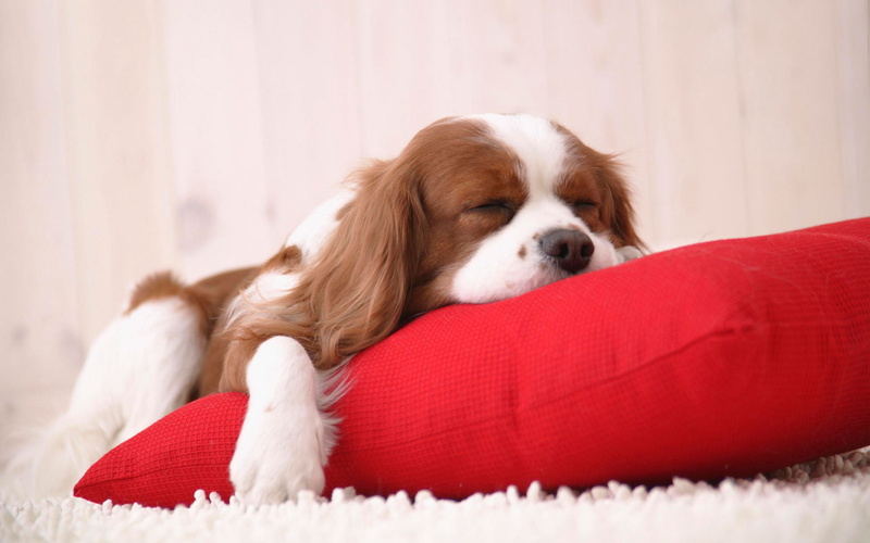 brown, white, cocker, spaniel, snuggle, time, cute, 1080P, english