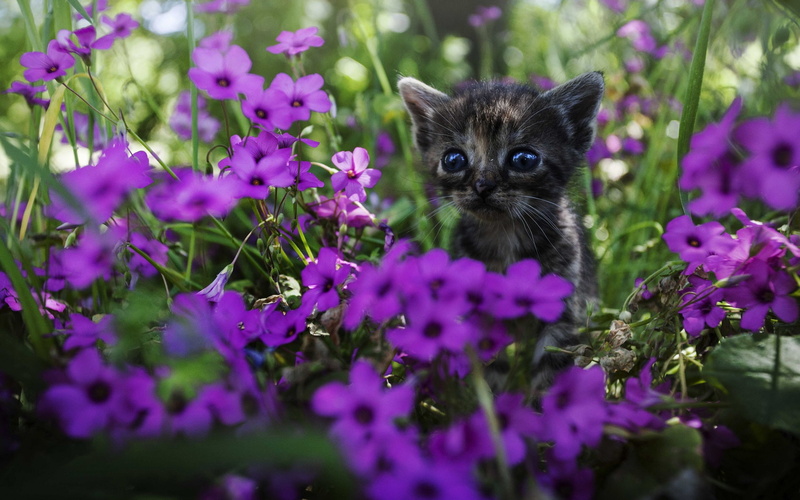 1080P, brown, Flowers, fur, short, black, Purple, Cute, Kitten