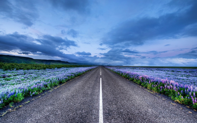 iceland, road, clouds, nature, 1080P, meadow, hd, flowers, lupine
