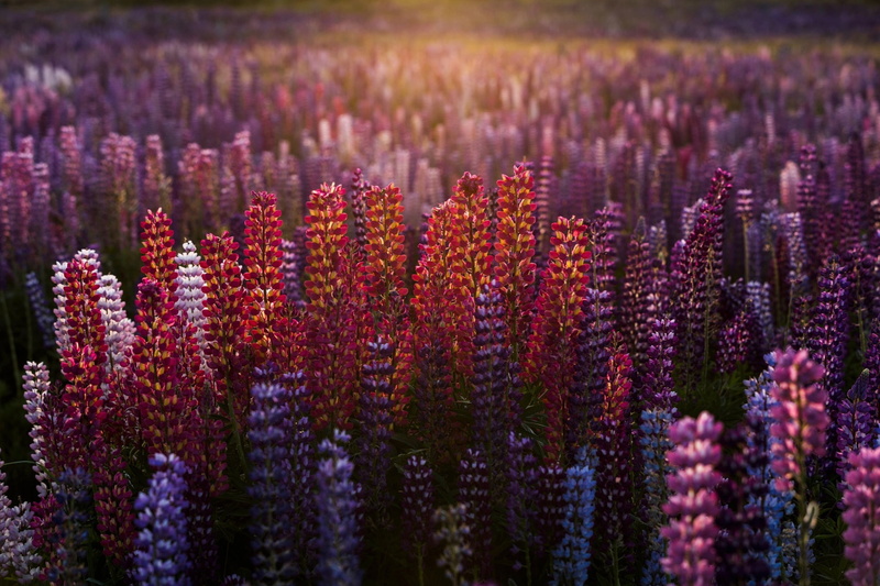 1080P, lupines, nature, red flowers, landscape, blurred, pink flowers, blue flowers