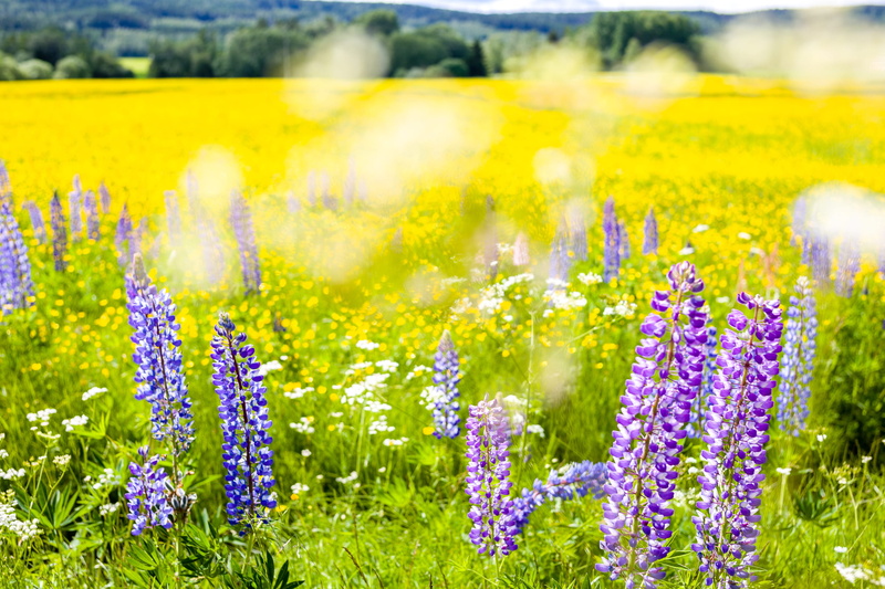 environment, lavender, field, flowers, vöigtländer, 2K, flowering plant, lupin, no people, purple, daylight, yellow, lupiner, outdoors, sun, beauty in nature