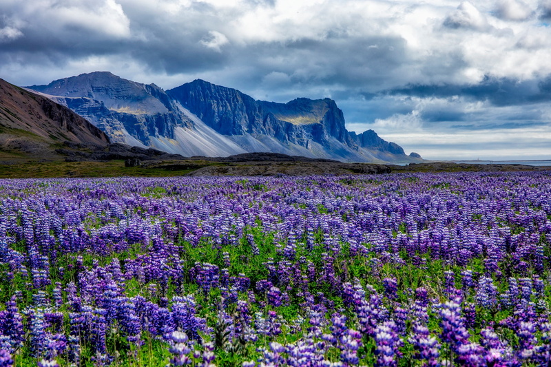 Summer, Meadow, Earth, 1080P, Mountain, Flower, Field, Nature, Lupine