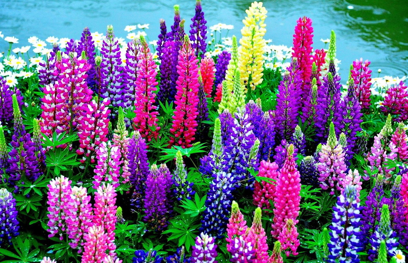 inflorescence, plant, formal Garden, decoration, colorful, backgrounds, multi Colored, summer, flowerbed, outdoors, freshness, fragility, daisies, close-up