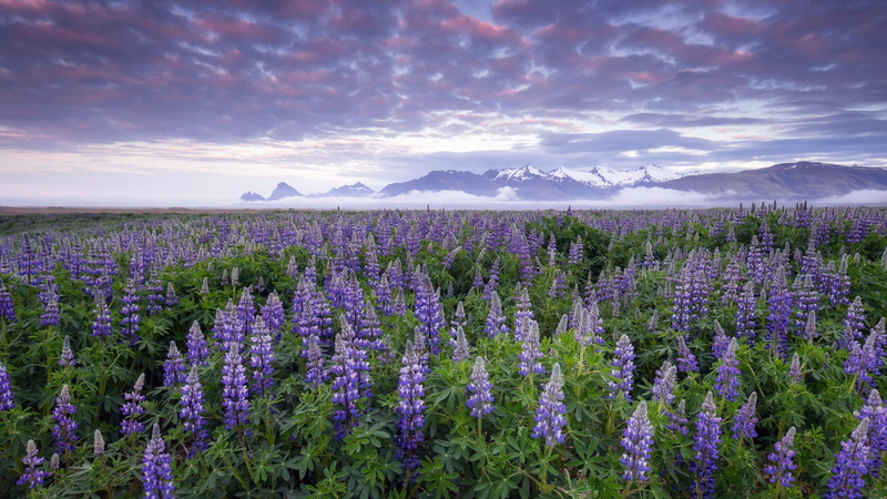 Lupines, Iceland, 1080P, flowers