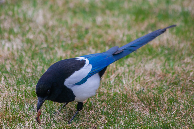 black color, animal, no people, side view, bill, animals in the wild, eurasian magpie, young, catch, elster, plant, worm, the early bird catches the worm