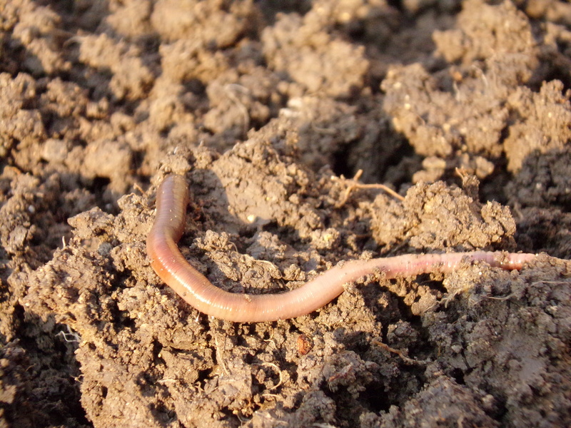 worm, invertebrate, one animal, animal wildlife, snake, close-up, 4K, land, animal themes, high angle view, nature, day, poisonous, dirt, sunlight, brown