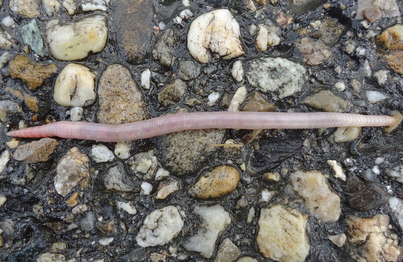 one animal, wet, land, no people, patch, animals in the wild, animal themes, stone - object, close-up, day, earthworm, water, rock, animal, rock - object