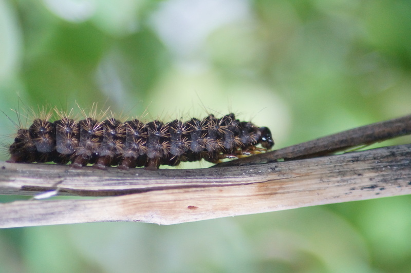 caterpillar, close-up, Cute, wood - material, animal, Worms, animals in the wild, green color, nature, 4K, animal wildlife, crawling, selective focus