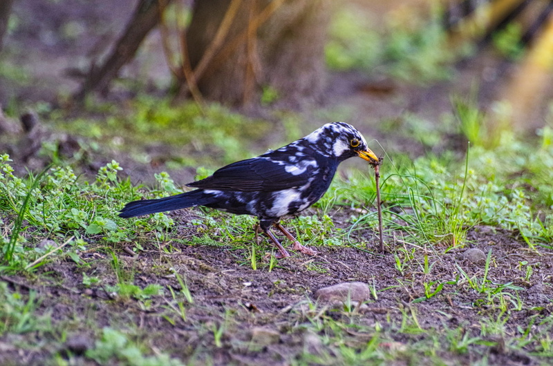 outdoors, foraging, black and white, nature, 4K, bird, animal, earthworm, rarely, land, selective focus, worm, day, one animal, animals in the wild, full length