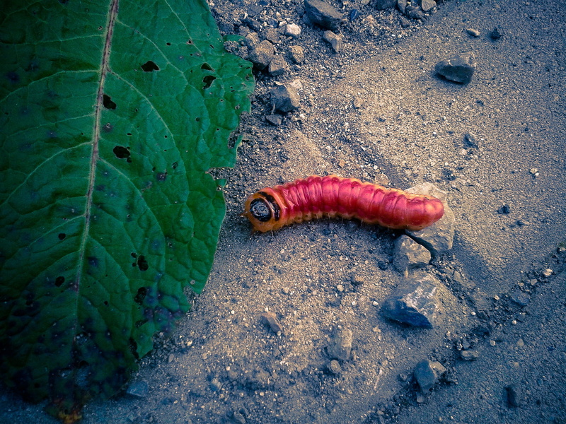 crawl, invertebrate, outdoors, biology, animal, red worm, nature, insect, animal wildlife, crawling, garden, park, ecology, close-up, plant part, gastropod