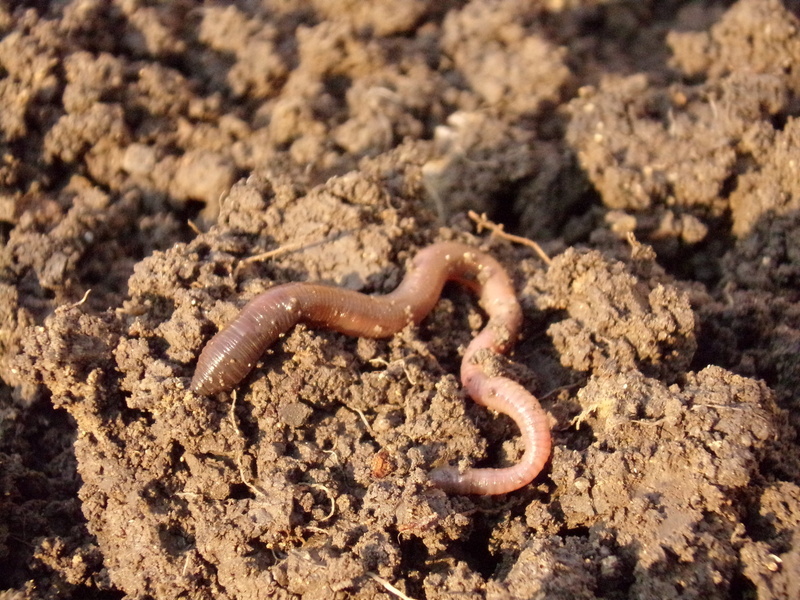 reptile, land, worm, outdoors, photography, Dirt, 4K, animals in the wild, work, vertebrate, no people, animal, focus on foreground, Macro, poisonous