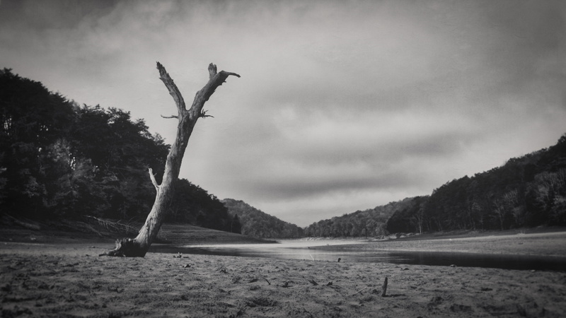 no people, cloud - sky, dead plant, sand, land, bandw, sky, wood - material, united states, day, driftwood, nature, morristown, desolation, outdoors, tn