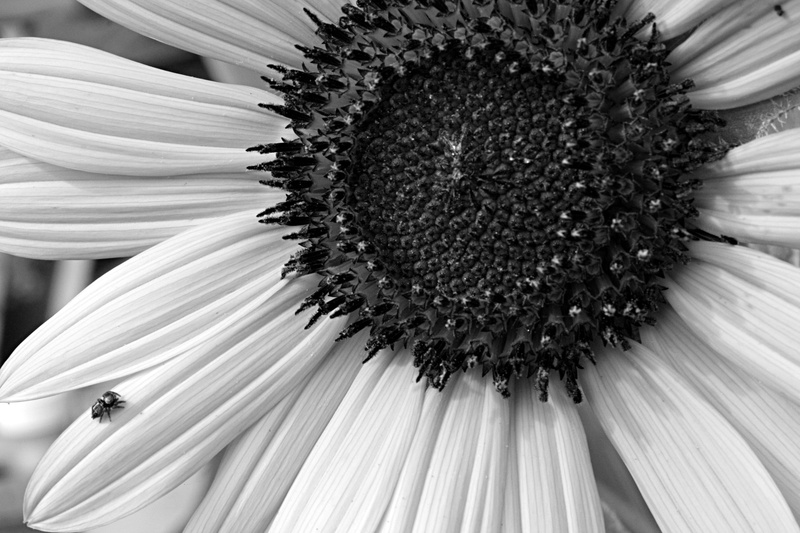 la salle, insect, country life, vulnerability, stamen, close-up, bug, beauty in nature, petals, spider, united states, pollen, fragility, black and white