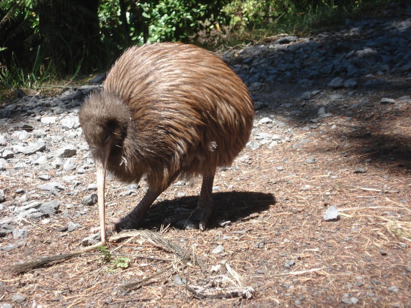 animals, wings, no wings, flightless bird, art, birds, bird, hd, flightless, 480P, kiwi