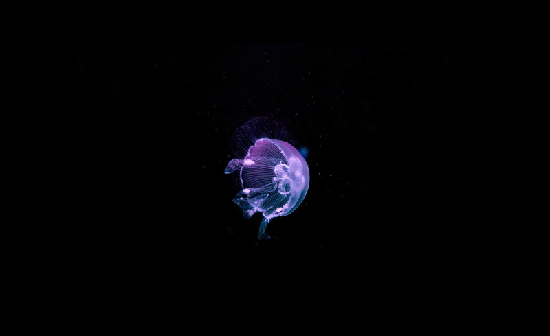 sea life, water, jellyfish, purple, outdoors, nature, ocean, black background, luminosity, copy space, floating on water, dark, jelly, 1080P, Animals