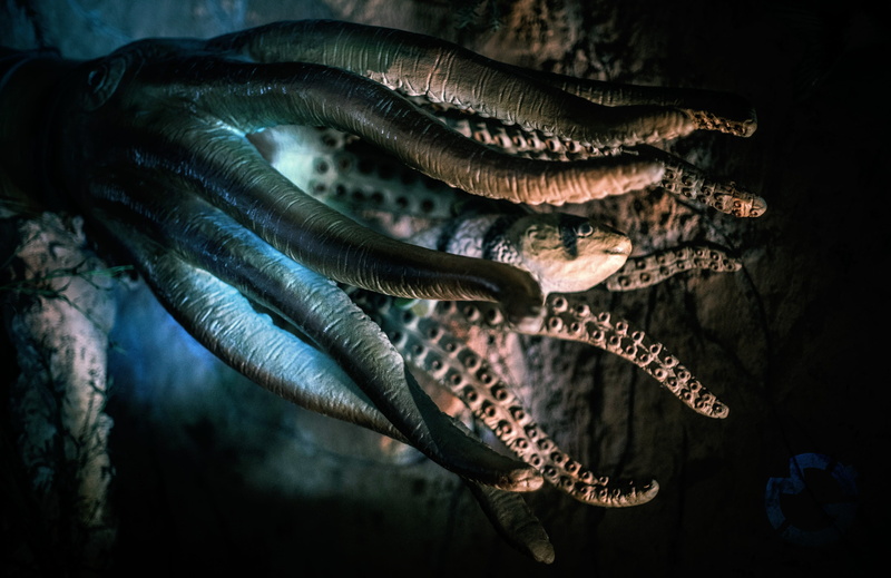 deep sea, mood, outdoors, freshness, sea, predator, atmospheric, healthy eating, 4K, seafood, food, vertebrate, food and drink, no people, wellbeing, risk