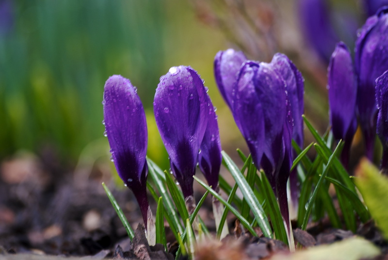 flowers, Macro, Close-up, Crocus, shallow, Garden, Morning Dew, season, focus, Apsley, Clottey, springtime, Sigma  70, Kings Langley, Sony  A100, plant