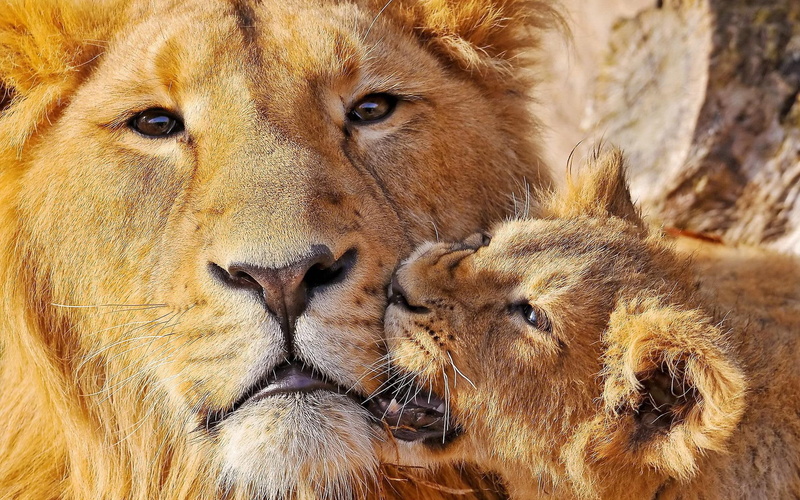 photography, lion, animals, biting, 1080P, dad, cub, 1920x1200