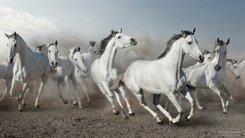 wild, 2K, Animals, horse, stampede