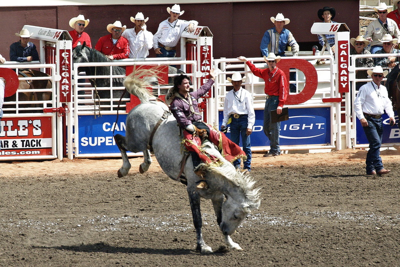 stampede, pets, arts culture and entertainment, animal wildlife, day, calgary, livestock, horse, canada, back, activity, clothing, group of people, crowd