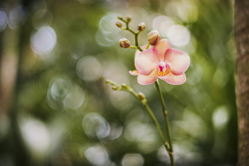 orchid, beauty in nature, pink color, united states, vulnerability, outdoors, tropical flower, no people, plant, fort myers, tree, freshness, nature, close-up