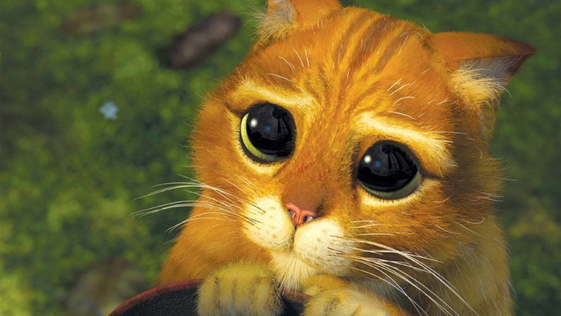 one animal, whisker, vertebrate, animal eye, mammal, movies, animal, animal body part, pets, animal themes, domestic, feline, 720P, no people, animal head
