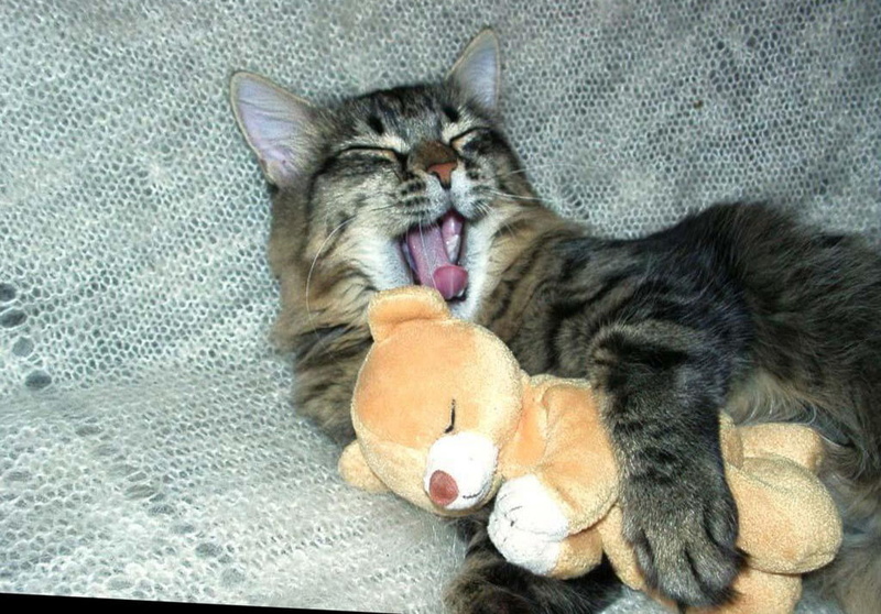 pets, vertebrate, cat photos, whisker, kittens, lying down, no people, cat, resting, puss, pussycats, animal themes, cat images, domestic animals, eyes closed