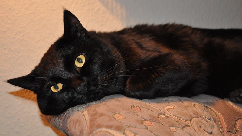 black puss, lying down, domestic, portrait, cat, focus, no people, pets, yellow eyes, animal themes, one animal, whisker, domestic animals, relaxation