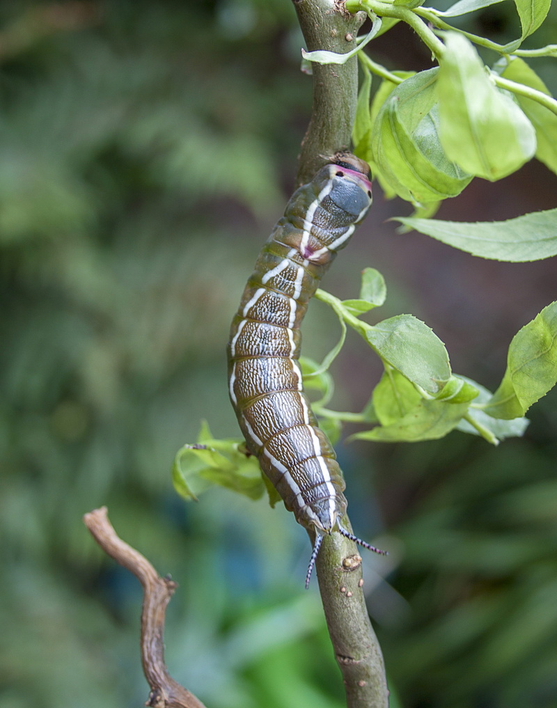 green color, crawl, animal wildlife, tail, poisonous, plant part, plant, reptile, entomology, puss moth, no people, close-up, nature, focus on foreground