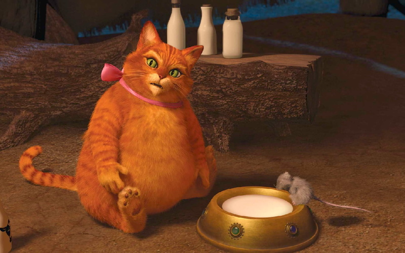 sleeping, red, fur, indoors, sitting, cat, bow, domestic, whisker, cute, pets, cup, feline, no people, animal themes, Shrek forever, table, tea cup, one animal