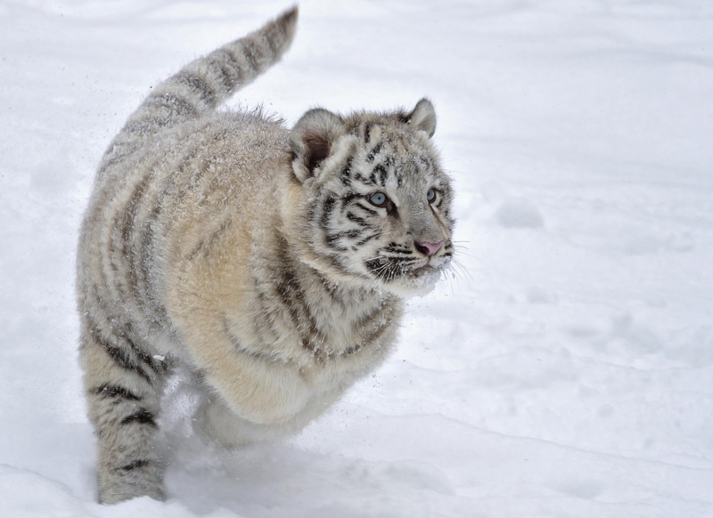 tigers, glance, cubs, snow, animals, cats, 1080P, android