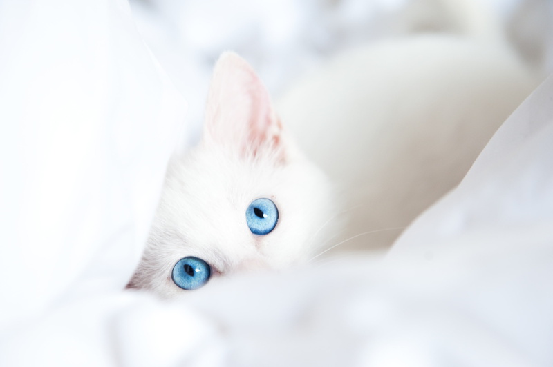 kittens, 2K, glance, blue, animals, baby, eyes, white, kitten, cats