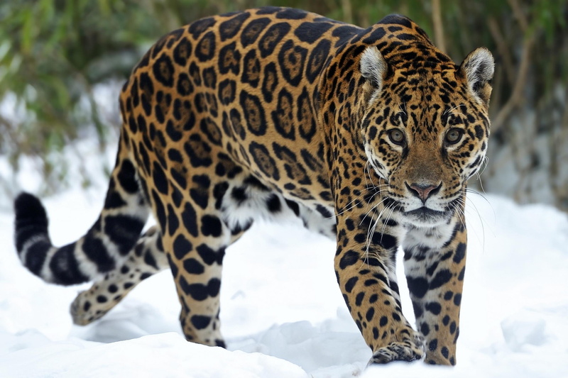 jaguars, animals, 2K, snow, big, wide, cats, glance
