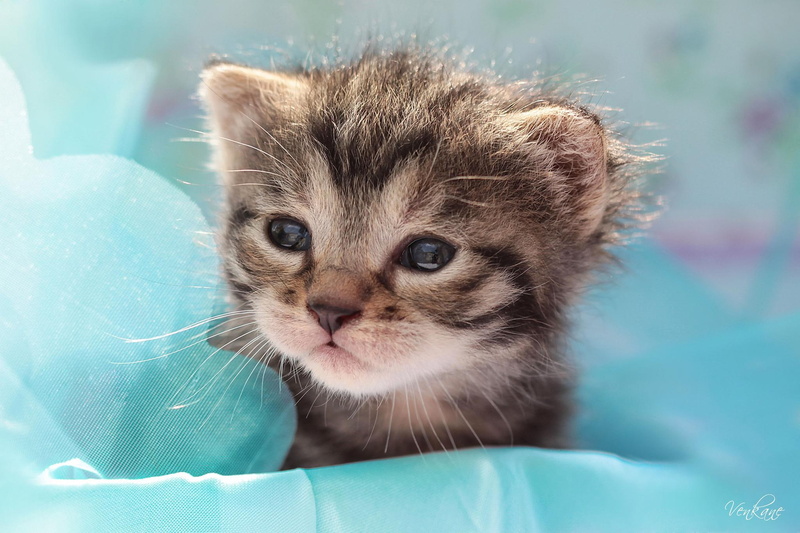 1080P, glance, kitten, brown, desktop, cats, animals, kittens, baby animals, tabby