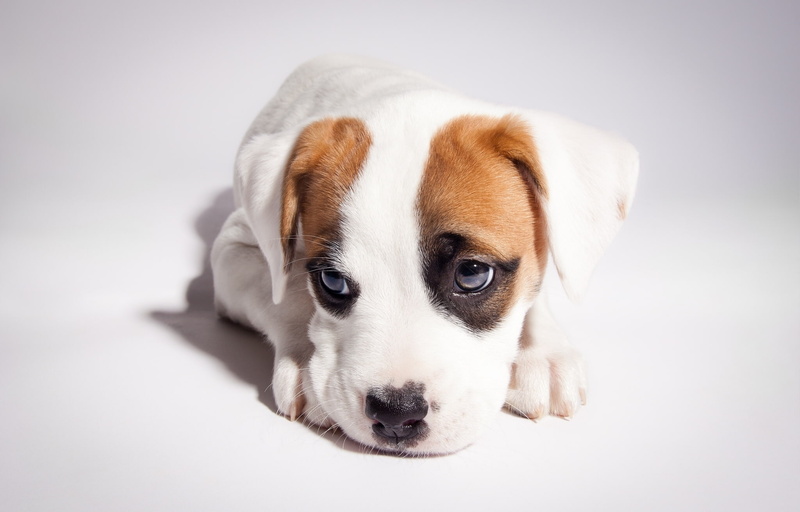 1080P, looking at camera, depression - sadness, animal body part, animal head, mammal, cute, Dogs, Puppy, Glance, innocence, no people, dog, canine, domestic