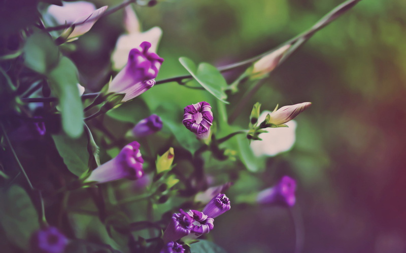 2K, Purple, glory, Morning, Flower