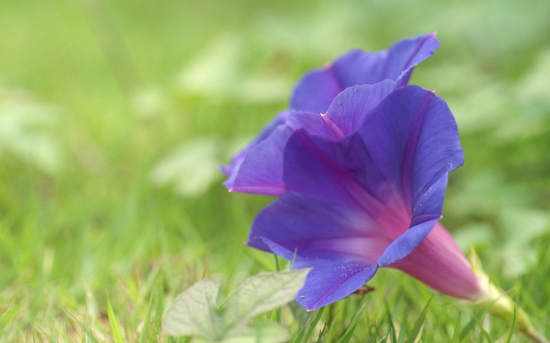 morning glory, 1080P, flowers, glory, petaled, 1920x1200, morning, flower, purple, blue