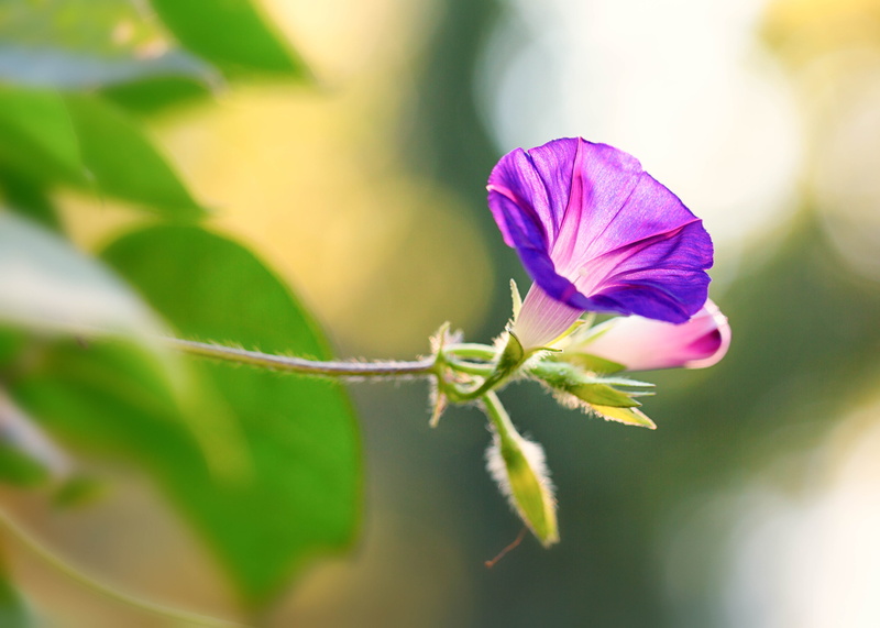 morning glories, flower, bloom, beauty In Nature, Denver Botanic Gardens, plant, glory, aytime, macro, purple Morning Glory, purple, floral, flower Head