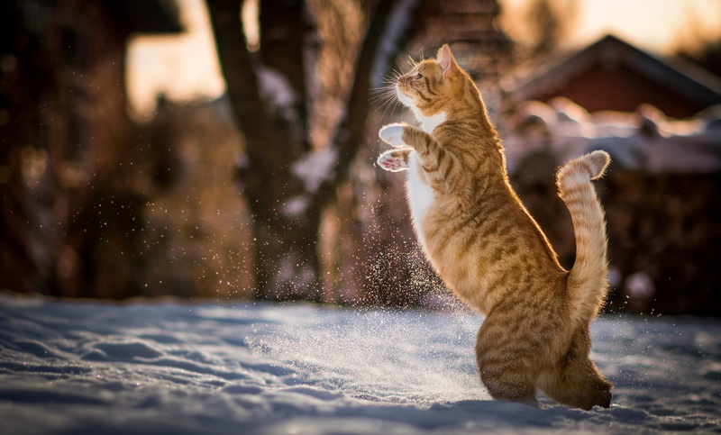 season, pets, focus on foreground, cute, portrait, cat, adult, one Animal, snowing, undomesticated Cat, tabby, playful, animal, domestic Cat, white, domestic