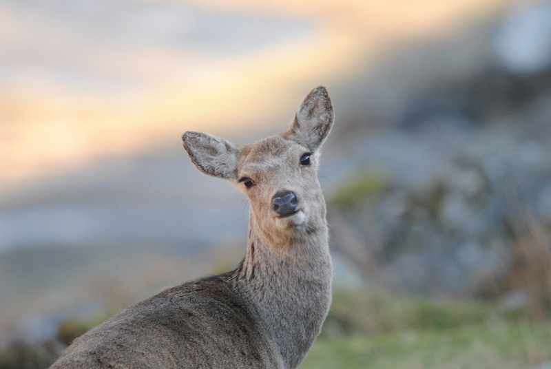 vertebrate, standing, one animal, herbivorous, female, 4K, beautiful, nature, no people, sika, looking at camera, animals in the wild, close-up, hind