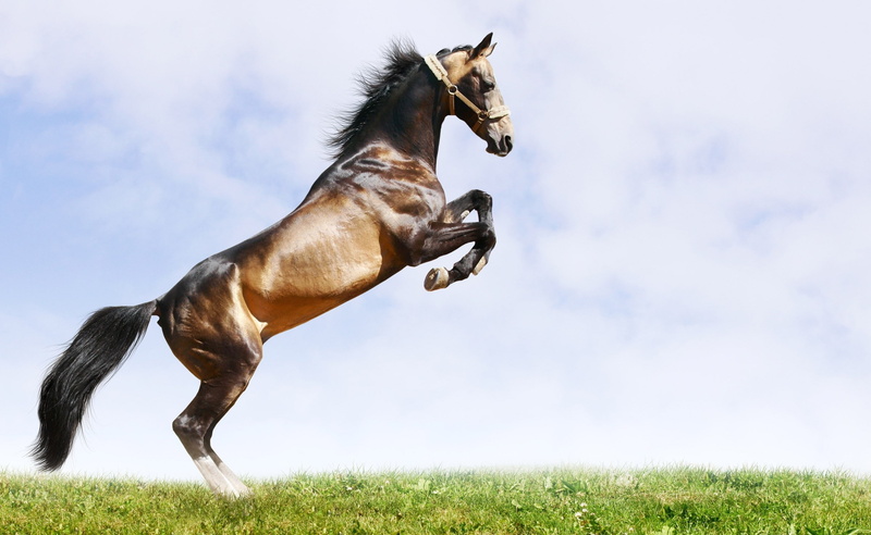 grass, animal, sky, vertebrate, pets, day, animal themes, one animal, Horses, canine, outdoors, Legs, motion, nature, cloud - sky, Horse, land, domestic animals