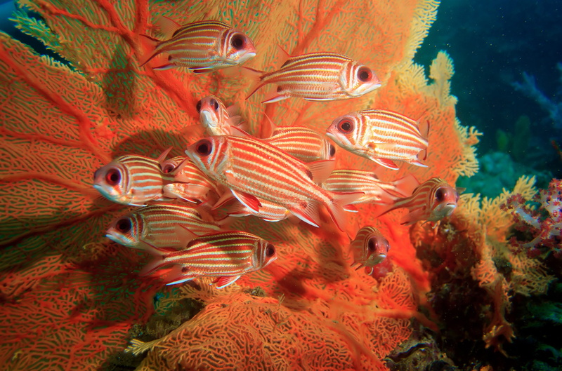 4K, no people, fish, invertebrate, underwater, water, animal wildlife, coral, animal themes, marine, animals in the wild, undersea, sea life, sea, group of animals