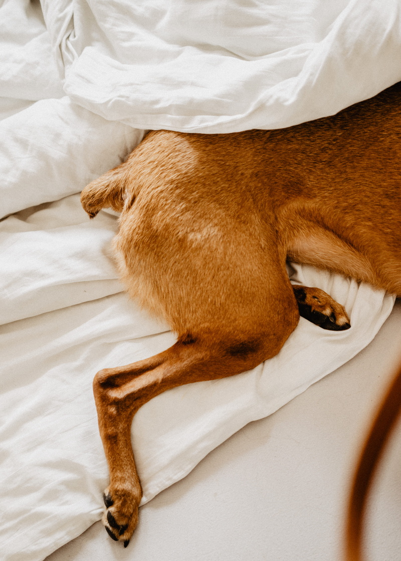 relaxation, animal themes, brown, white, animal, dog feet, dog, fur, no people, indoors, white sheets, from above, home, linen, 5K, textile, resting, high angle view