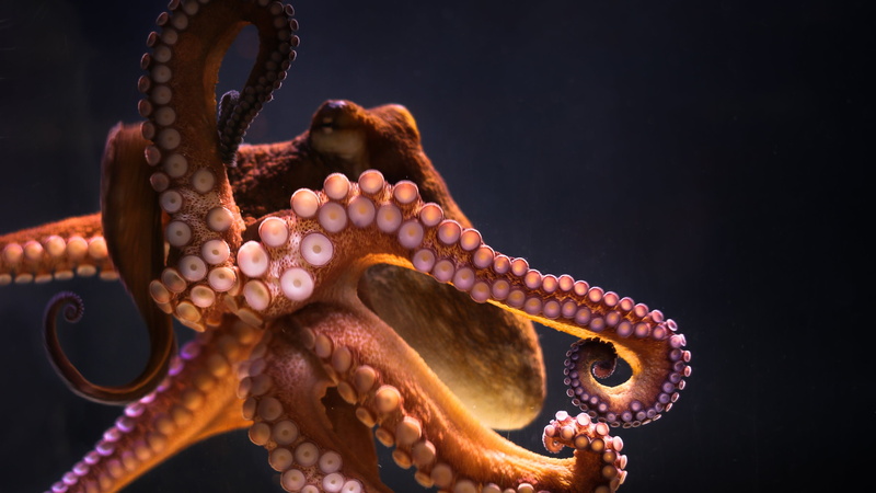 octopus, underwater, 4K, animals