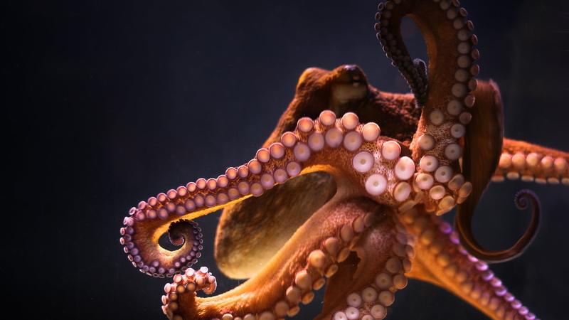 animals underwater octopus, 4K, undersea, close-up, sea life, animal themes, water, tentacle, indoors, black background, starfish, one animal, no people