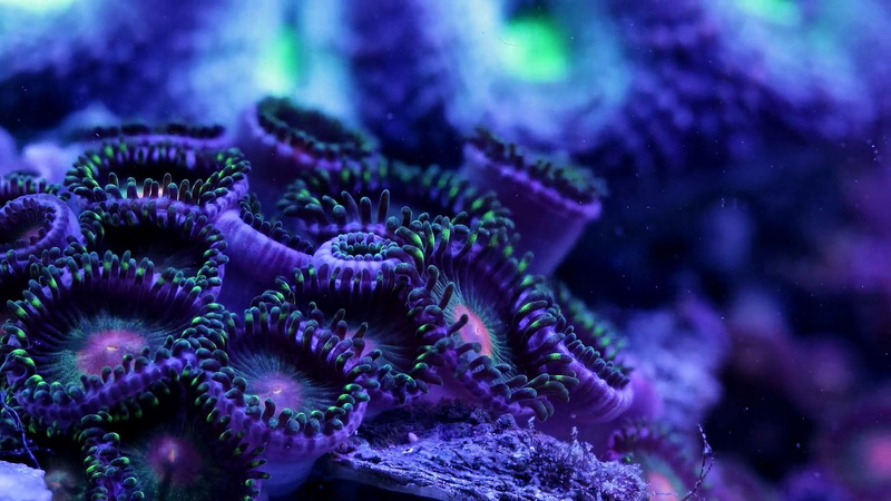undersea, invertebrate, beauty in nature, outdoors, artwork, close-up, psychedelic, underwater, animals in the wild, 1080P, sea, d, ocean, water, marine