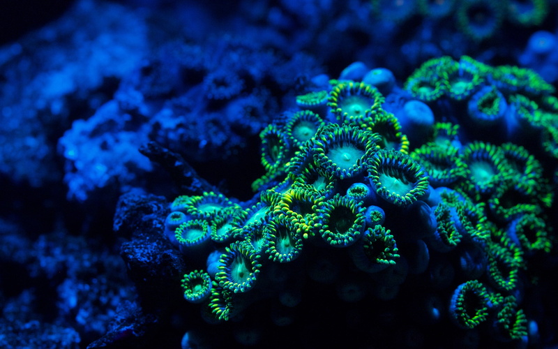 corals, hd, green, blue, ocean, nature, black, 2K, underwater, coral