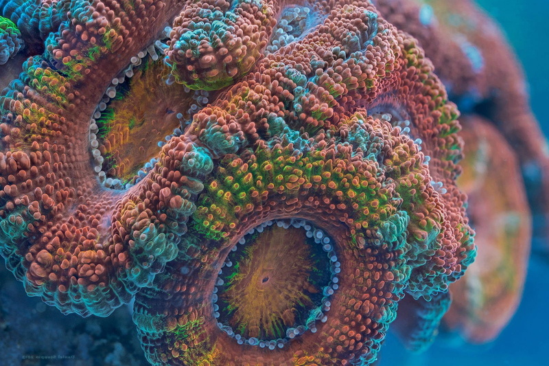 artwork, 720P, day, beauty in nature, no people, psychedelic, outdoors, octopus, animal wildlife, 3, life, ocean, one animal, sea, nature, animal, close-up